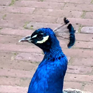 Meet your Posher, Diana